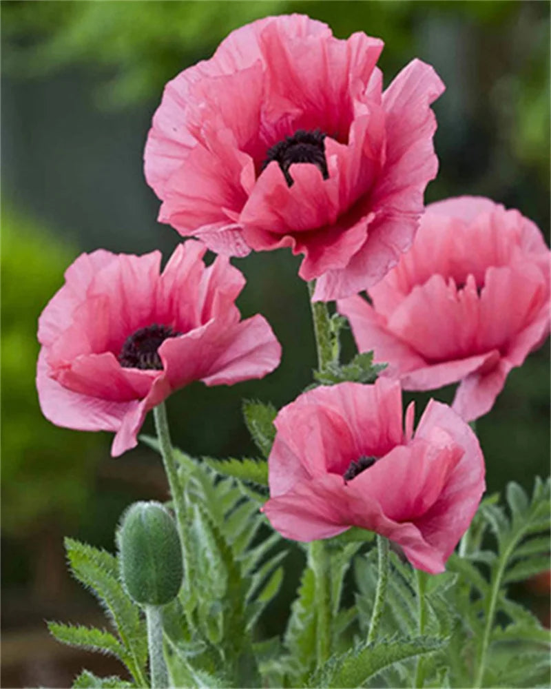 Poppy Flower Wall Art - Oil Painting by Numbers