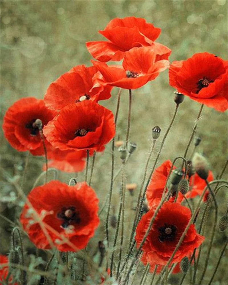 Poppy Flower Wall Art - Oil Painting by Numbers