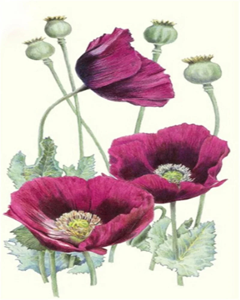 Poppy Flower Wall Art - Oil Painting by Numbers